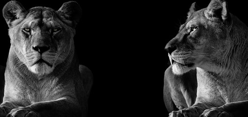 Black and White two lioness © denisapro