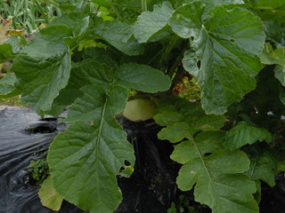 A Japanese radish and its leaf 