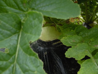 A Japanese radish and its leaf 