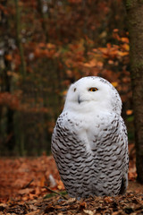 Snowy owl sitting on the ground in a forest