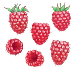 Hand drawn watercolor illustration of the healthy food. Set raspberry isolated on the white background