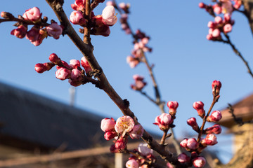 tree, winter, snow, branch, nature, spring, red, cold, flower, blossom, plant, white, season, frost, berry, ice, berries, pink, frozen, bush, bud, cherry, sky, flowers, beauty apricot flowers