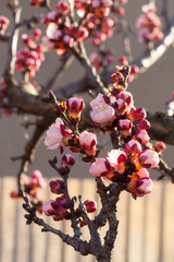tree, winter, snow, branch, nature, spring, red, cold, flower, blossom, plant, white, season, frost, berry, ice, berries, pink, frozen, bush, bud, cherry, sky, flowers, beauty apricot flowers