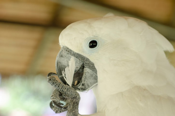 White cockatoo patterned background blur