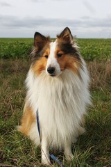 beautiful small sheltie dog is sitting on a field