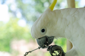 White cockatoo patterned background blur