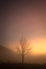 Foggy sunset evening, landscape with a tree.