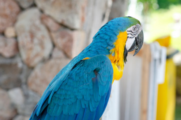 Marcow parrot, patterned background, blurred