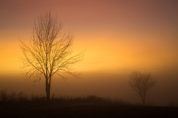 Fototapeta na wymiar Foggy sunset evening, landscape with a tree.