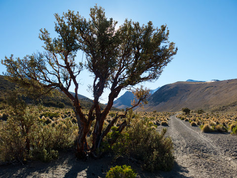Quenoa forest, Polylepis tarapacana, the only vegetation that grows at 4000 meters altitude.