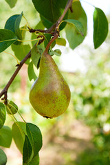 Shiny delicious pears hanging from a tree branch in the orchard..