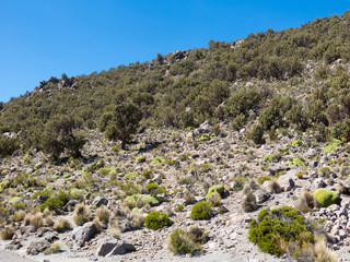 Fototapeta na wymiar Quenoa forest, Polylepis tarapacana, the only vegetation that grows at 4000 meters altitude.