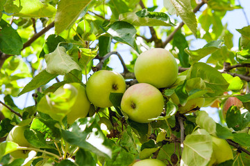 Shiny delicious apples hanging from a tree branch in an apple orchard.