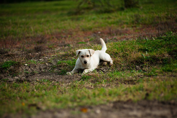 white dog play on a dirt