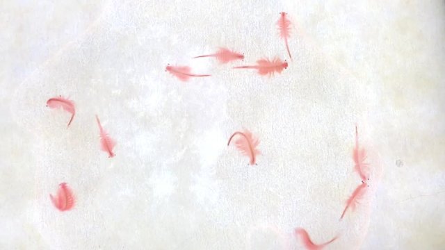 Artemia, Salzwasserkrebse, Fischnahrung