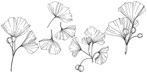 Vector. Ginkgo leaf. Plant botanical garden. Isolated ginkgo illustration element on white background.