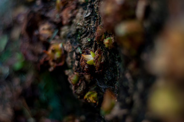 coconut, macro, nature, small, close-up, detail, close up, green, wild, leaf, sea, nature