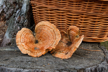 Two of harvested Saffron Milk Cap on natural wooden background..