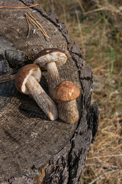 Group of brown cap boletus mushroom (Boletus badius) on natural wooden background..