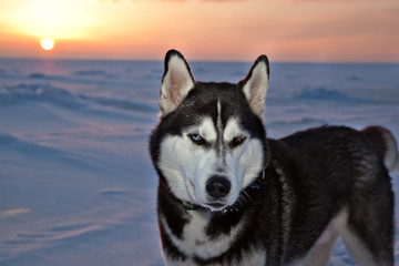 Dog breed Siberian Husky in the rays of the setting sun on the frozen Baltic Sea