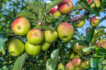 Close-up view of an apple on a tree between leaves under blue sky on a sunny day