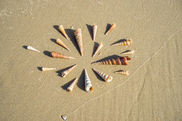 Sea Shells laying on a Sand Beach Wallpaper