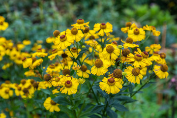 Helenium flower. Season autumn yellow background