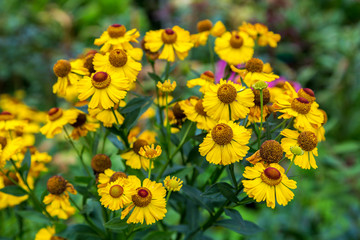 Helenium flower. Season autumn yellow background
