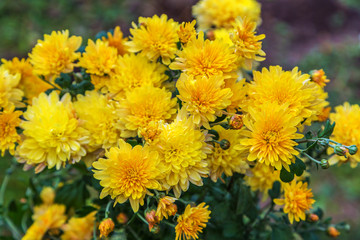 Yellow chrysanthemum flowers background 