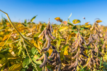 Soy bean close up. Soybean in field. Ripe soybean pods close up, cultivated organic agricultural crop