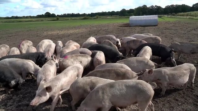 Sauen einer Outdoor-Schweinehaltung suchen  aufgeregt nach Mehlpellets