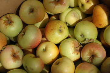Yellow apples