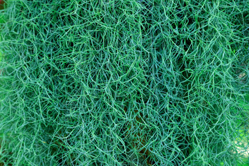 Green theme for background decoration.