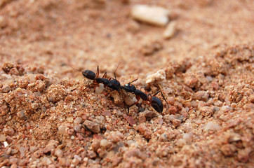 Fighting black ants no the brown sand