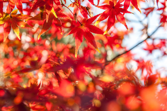 Selective Focus of Maple leaf red in autumn season time with copy space on blurred nature background