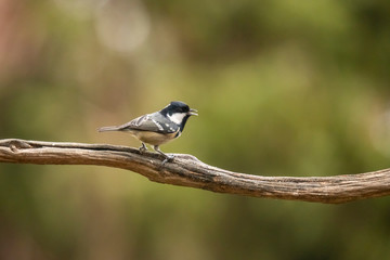 Coal Tit, Periparus ater