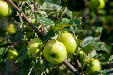 Shiny delicious apples hanging from tree branch in an apple orchard..