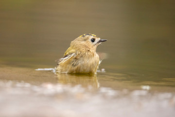 Goldcrest,  Regulus regulus