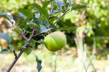 Shiny delicious apples hanging from tree branch in an apple orchard..