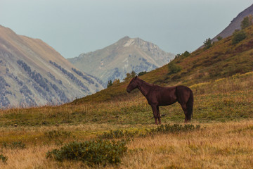 Fototapeta na wymiar horse in mountains