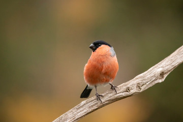 Bullfinch,  Pyrrhula pyrrhula