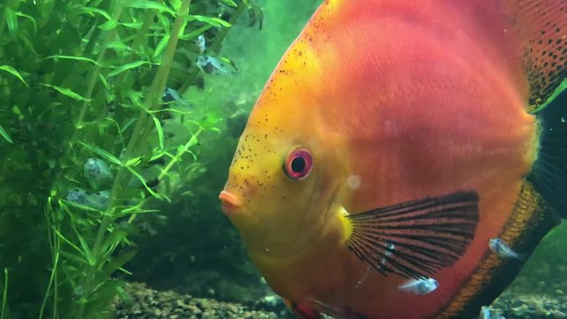 Diskusfische mit 2 Wochen alten Nachwuchs, Nachwuchs frisst von der Haut der Diskuseltern