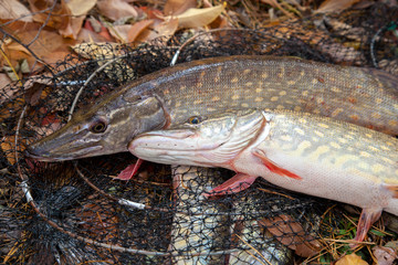 Freshwater pike fish. Two freshwater pike fish lies on landing net with fishery catch in it..