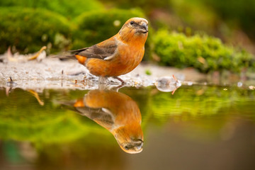 Crossbill, Loxia curvirostra