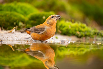 Crossbill, Loxia curvirostra