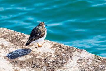 Nice bird (seagull) looking at the sea. Ruddy Turnstone (Arenaria interpres, Turnstone).