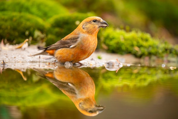 Crossbill, Loxia curvirostra