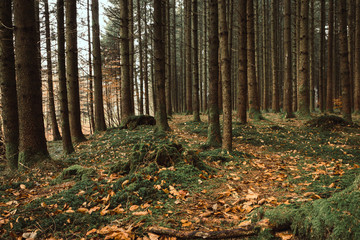 forest path in autumn