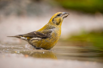 Crossbill, Loxia curvirostra