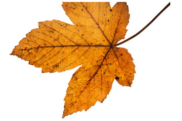 Vibrant detailed colorful autumn leaf